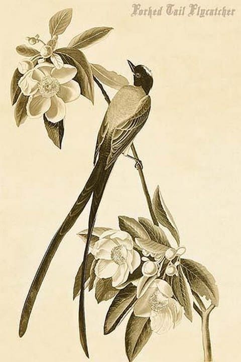 Forked Tail Flycatcher by John James Audubon #2 - Art Print