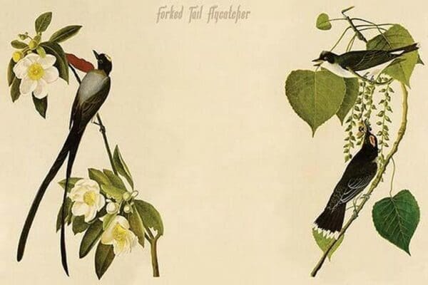 Forked Tail Flycatcher by John James Audubon - Art Print