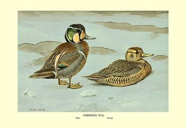 Formosan Teal by Louis Agassil Fuertes - Art Print