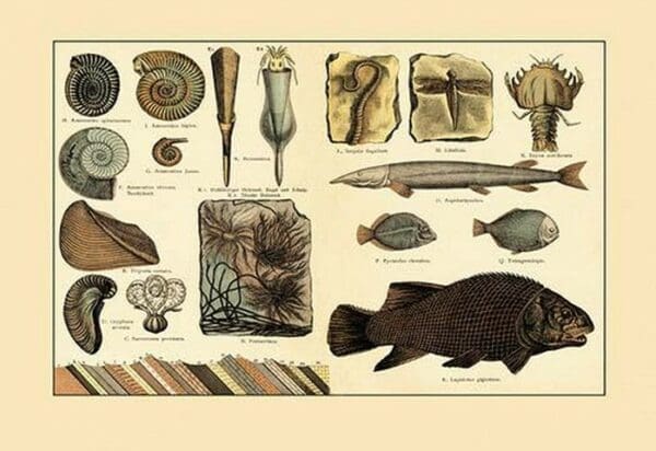 Fossil Ferns and Fish #4 - Art Print