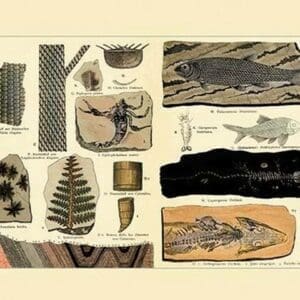 Fossil Ferns and Fish - Art Print