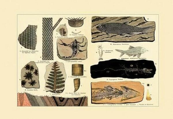 Fossil Ferns and Fish - Art Print