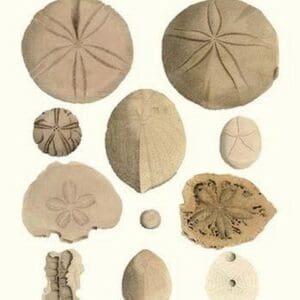 Fossil Sea Urchins by James Parkinson #2 - Art Print