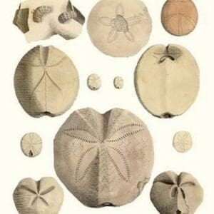 Fossil Sea Urchins by James Parkinson - Art Print