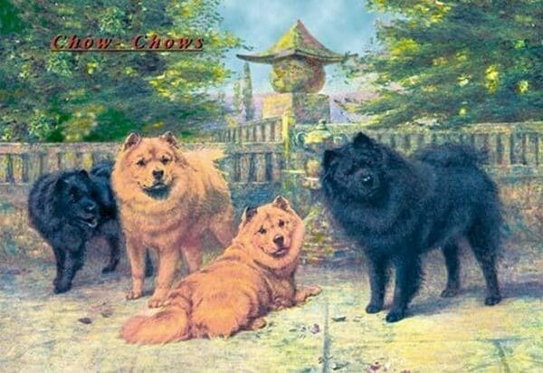 Four Champion Chow-Chows - Art Print