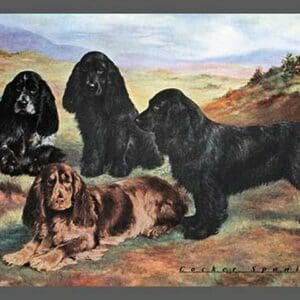 Four Cocker Spaniels - Art Print