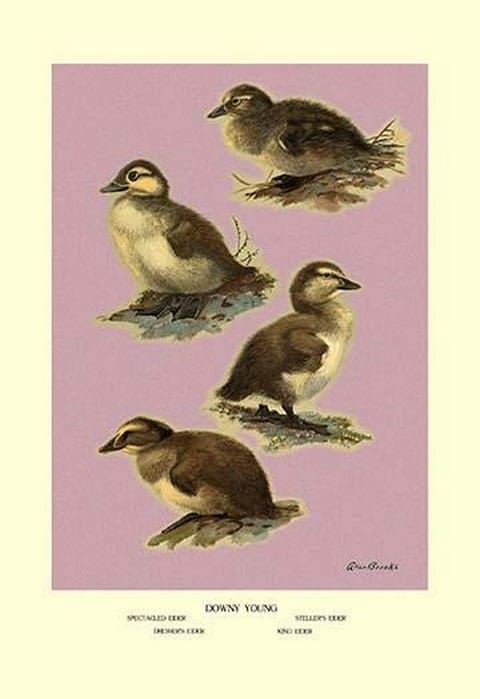 Four Downy Young Ducks by Allan Brooks - Art Print