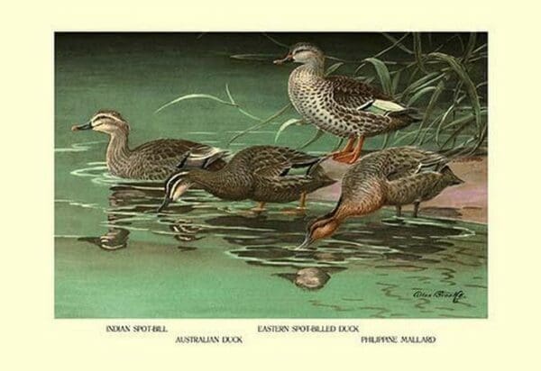 Four Duck Varieties by Allan Brooks - Art Print