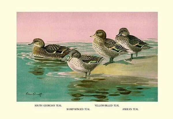 Four Types of Teal Ducks by Allan Brooks - Art Print