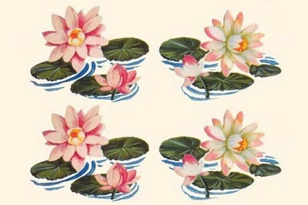 Four Water Lilies - Art Print