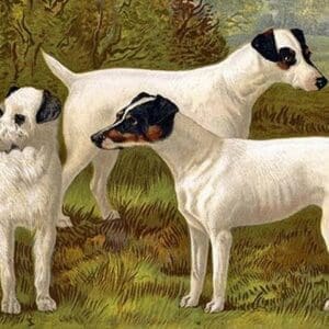 Fox Terriers by Vero Shaw - Art Print