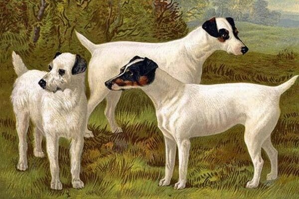 Fox Terriers by Vero Shaw - Art Print