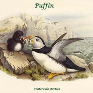 Fratercula Arctica - Puffin by John Gould - Art Print