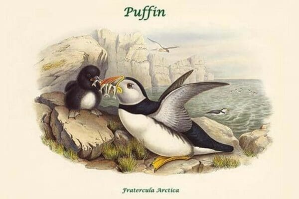 Fratercula Arctica - Puffin by John Gould - Art Print