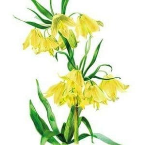 Fritillaria Askabadensis by H.G. Moon - Art Print