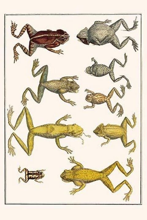 Frogs by Albertus Seba - Art Print