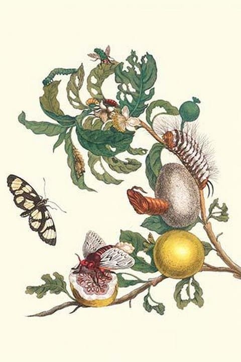 Fruiting Guava & Stinging Caterpillar by Maria Sibylla Merian - Art Print