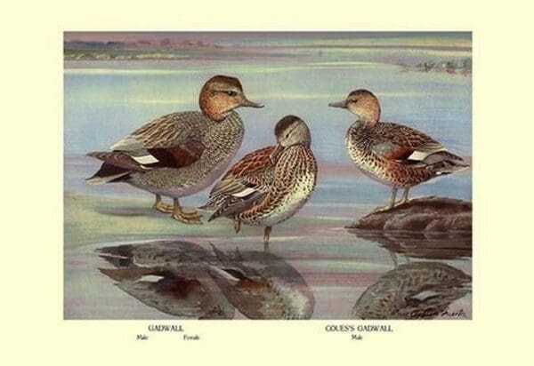 Gadwall and Coues's Gadwall Ducks by Louis Agassil Fuertes - Art Print