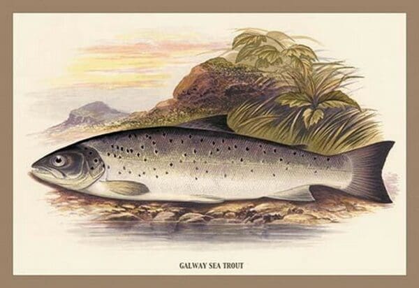 Galaway Sea Trout by A.F. Lydon - Art Print