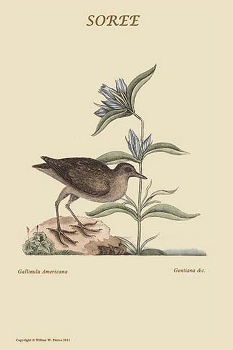 Gallinula or Soree by Mark Catesby - Art Print