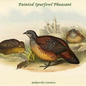 Galloperdix Lunulosa - Painted Spurfowl Pheasant by John Gould - Art Print