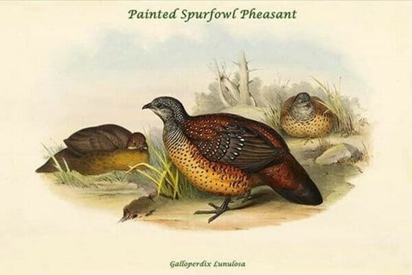 Galloperdix Lunulosa - Painted Spurfowl Pheasant by John Gould - Art Print