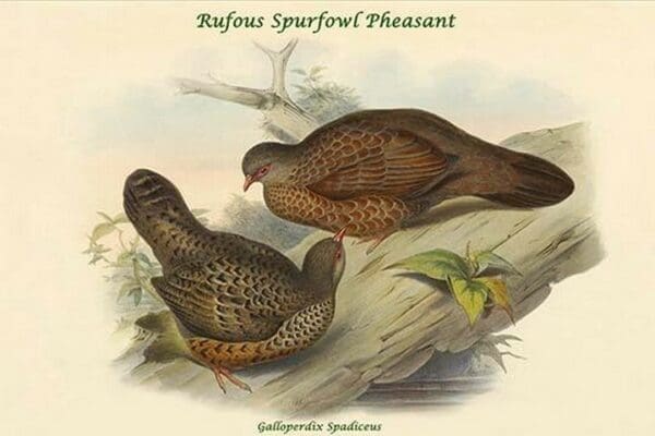 Galloperdix Spadiceus - Rufous Spurfowl Pheasant by John Gould - Art Print