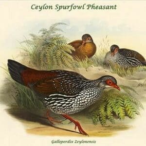 Galloperdix Zeylonensis - Ceylon Spurfowl Pheasant by John Gould - Art Print