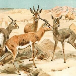 Gazelles by Friedrich Wilhelm Kuhnert - Art Print