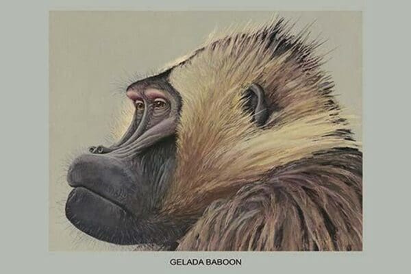 Gelada Baboon by Louis Agassiz Fuertes - Art Print