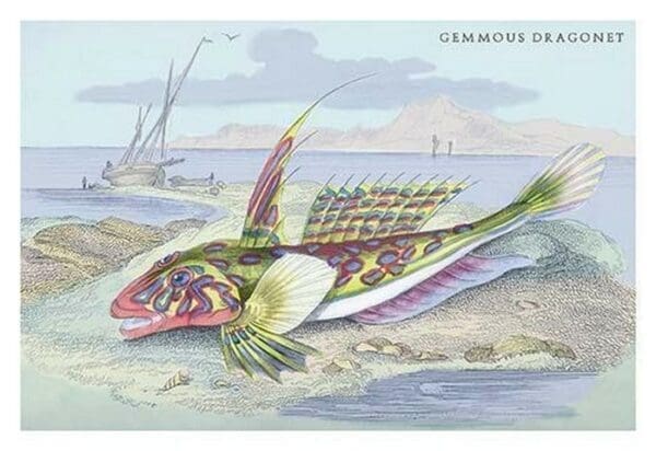 Gemmous Dragonet by Robert Hamilton - Art Print