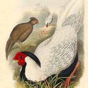 Gennaeus Nycthemerus - Pencilled Pheasant by John Gould - Art Print