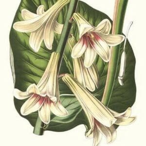 Giant Himalayan Lily by Louis Benoit Van Houtte - Art Print