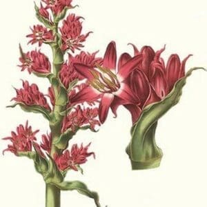 Giant Spear Lily by Louis Benoit Van Houtte - Art Print