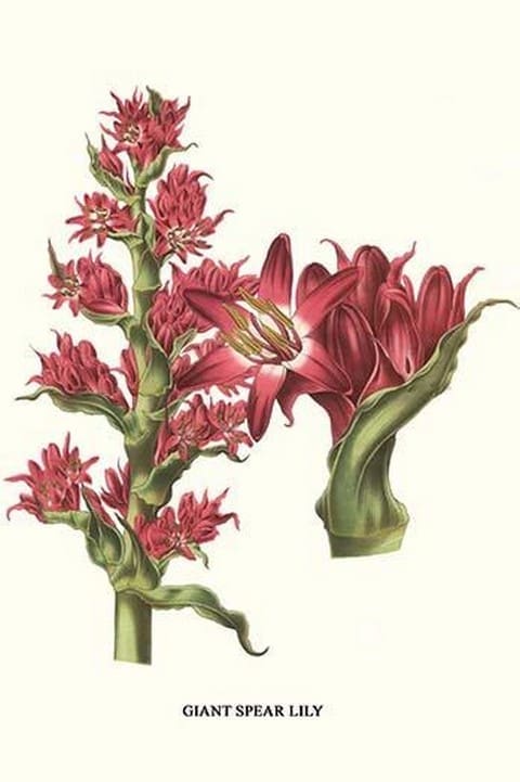 Giant Spear Lily by Louis Benoit Van Houtte - Art Print