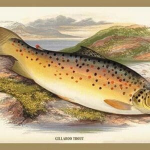 Gilaroo Trout by A.F. Lydon - Art Print