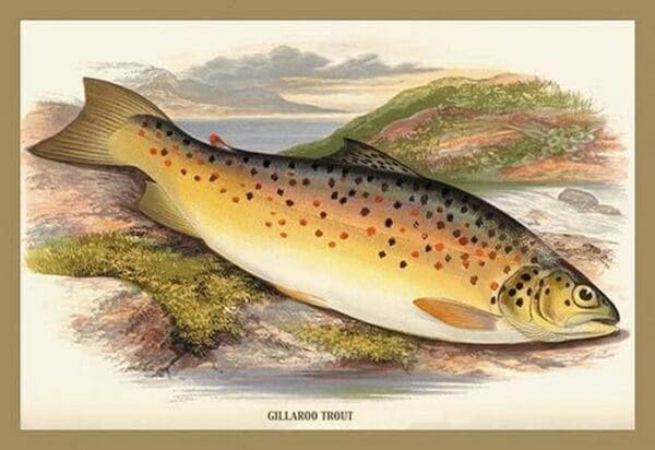 Gilaroo Trout by A.F. Lydon - Art Print