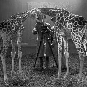 Giraffes marvel at the Camera - Art Print