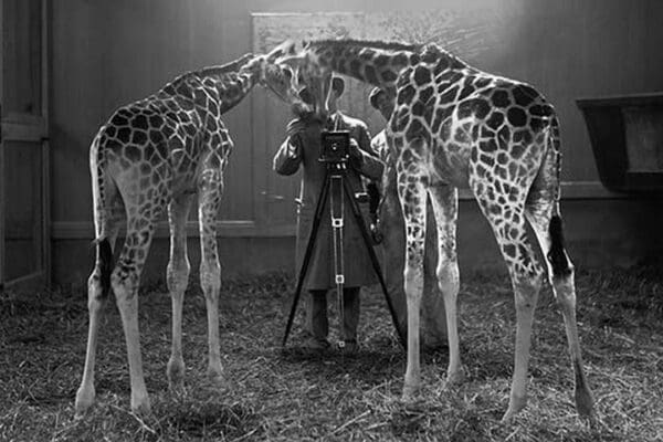 Giraffes marvel at the Camera - Art Print