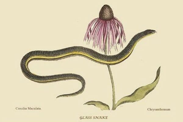 Glass Snake by Mark Catesby #2 - Art Print