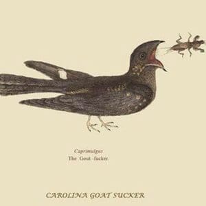 Goat-Sucker of Carolina by Mark Catesby #2 - Art Print