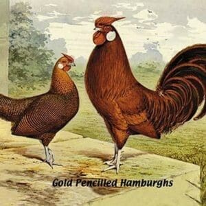 Gold Pencilled Hamburghs - Art Print