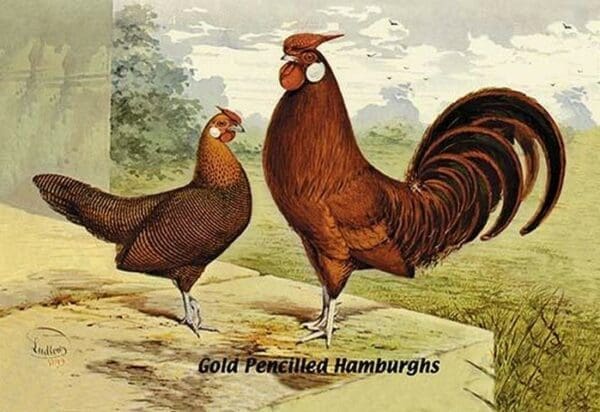 Gold Pencilled Hamburghs - Art Print