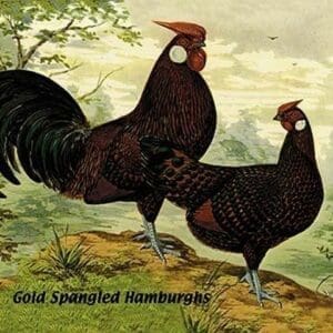 Gold Spangled Hamburghs - Art Print