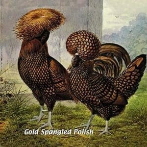 Gold Spangled Polish (Chickens) - Art Print