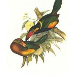 Golden Collared Toucanet by John Gould #2 - Art Print