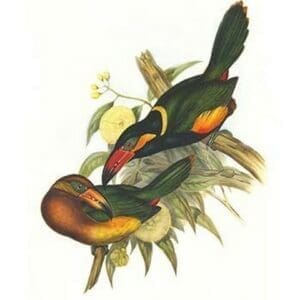 Golden Collared Toucanet by John Gould - Art Print