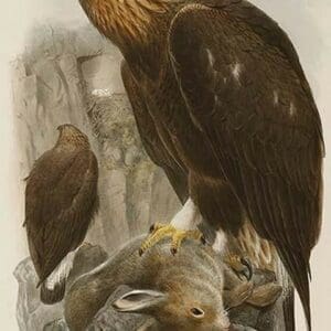 Golden Eagle by John Gould - Art Print