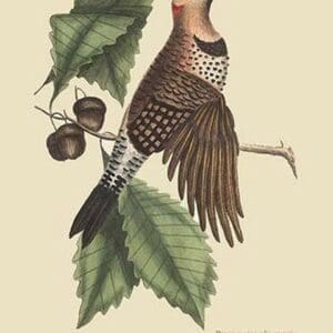 Golden Winged Woodpecker by Mark Catesby #2 - Art Print