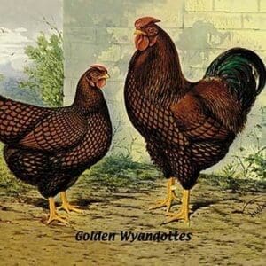 Golden Wyandottes - Art Print